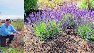 Davids TIPS amp TRICKS For Growing Gorgeous Lavender Plants  Part One Spring Trimming [upl. by Adien]