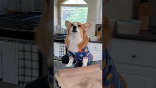 Corgi eats entire pizza [upl. by Ennybor]