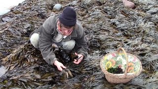 Harvesting Edible Seaweed And Introducing the Kelly Kettle and Extreme Greens Seaweed Book [upl. by Odelia327]