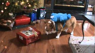 Corgi Christmas 2011mpg [upl. by Haeel]