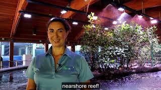 Gumbo Limbo Shallow Aquariums Virtual Tour [upl. by Llenyar]