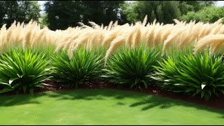 Growing and Caring for Pampas Grass 10 Steps from Planting to Winter Pruning [upl. by Gavrielle327]