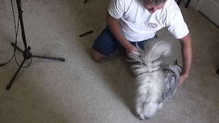 How to Remove Cat Fur Mats [upl. by Geithner728]