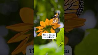 Why Mexican Sunflower Tithonia is a Pollinator Favorite 🌻  Garden Tips pollinatorgarden [upl. by Shane]