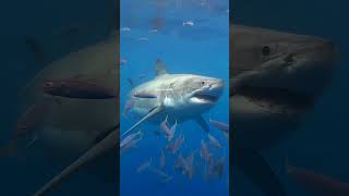 Why Sharks Never Attack Scuba Divers  shorts [upl. by Edric]