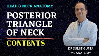 POSTERIOR TRIANGLE OF NECK  part 2  Contents [upl. by Genisia638]