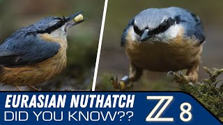 Unbelievable Nuthatch Facts You Never Knew [upl. by Ellerol970]