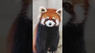 Cute red panda sound 🥺 [upl. by Otreblasiul]