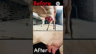 Homeopathic Treatment  Cow Udder Edema [upl. by Cower344]