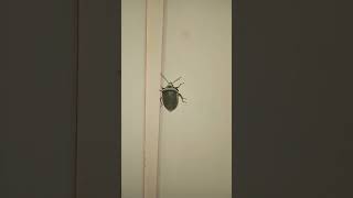 cimice animali bug bedbug [upl. by Lamson]