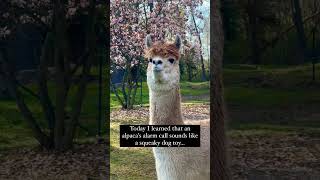 Alpaca sound alpaca animals wildanimals wildlife america [upl. by Dimond]