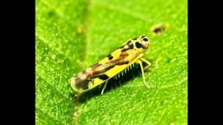 Rice leafhoppers and Planthoppers [upl. by Occor]