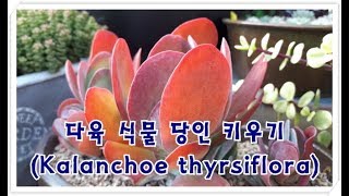 다육 식물 당인 키우기 Succulent Plant Kalanchoe thyrsiflora [upl. by Pinto497]