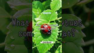 What do ladybugs commonly eat insects facts quiz [upl. by Rola]