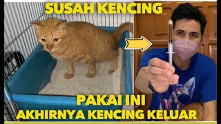 KUCING SUSAH KENCING SETELAH PAKAI INI AKHIRNYA KENCING KELUAR [upl. by Kavanagh]