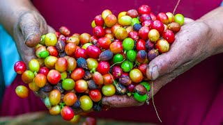 How Coffee Is Made From Scratch in Colombia Documentary [upl. by Uchish]