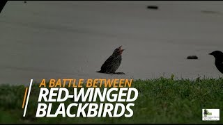 A Battle Between RedWinged Blackbirds [upl. by Prima]