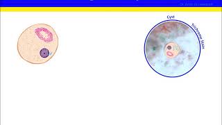 Entamoeba polecki [upl. by Jahdol]