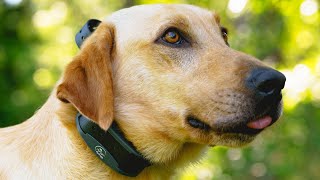 Sportdog  Dod Collar  Fieldsentinel 1825  Review [upl. by Akihsan33]