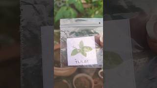 Grow Your Own Basil from Seed [upl. by Shishko]