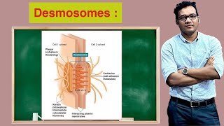 Desmosomes [upl. by Einnaoj]