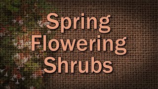 Spring Flowering Shrubs – Family Plot [upl. by Ellehsim951]