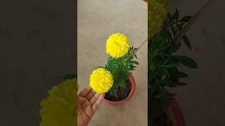 Inca marigold update  Best winter season flower [upl. by Addis880]