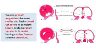 Embryology of the Heart  atria and interatrial septum Dr Ahmed Farid [upl. by Arvid]