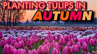 TULIPS 101 GROWING TULIPS FOR BEGINNERS [upl. by Annirtak370]