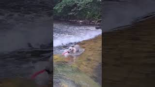 Dog finding interesting object in the river Brutus the Bedlington Whippet doglover nature [upl. by Anirba]