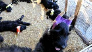 Skansen Kennel Giant Schnauzer 4 [upl. by Pang931]