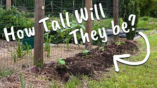 Planting Mexican Sunflower [upl. by Tega]