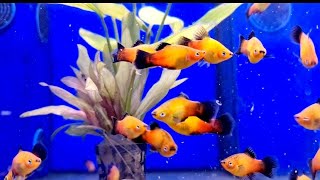 Aquarium Tour at Dobbies Garden Centre [upl. by Htelimay768]