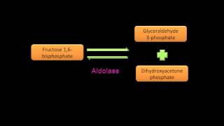 Glycolysis Name the Substrate [upl. by Tobias763]