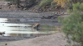 Lions Lucky Kill [upl. by Fiona]