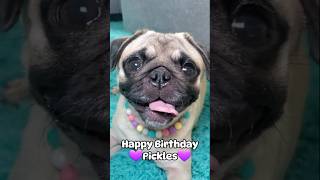 🎂Pickles turned 3 years old today 💜 dog pug cute birthday pets fyp shorts [upl. by Aisitel829]