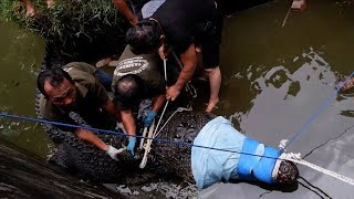 Indonésie un crocodile apprivoisé tue une femme [upl. by Yalahs]