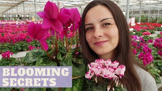 How to Grow CYCLAMEN INDOORS  How To Make Cyclamen Bloom for Many Months [upl. by Eityak]