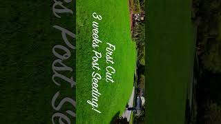 Weed Lawn to Golf Course Lawn You Can Do It TOO thelawnfeed firsttimehomeownerperennialryegrass [upl. by Feingold258]