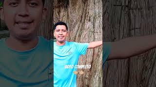 Este lugar tiene los árboles más grandes 🤯los AHUEHUETES 🌳paseodelrio familia shorts [upl. by Llenol403]