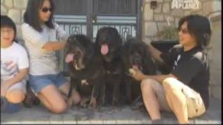 ABC CANINO MASTIN TIBETANO  101 DOGS ESPAÑOL [upl. by Rosa578]