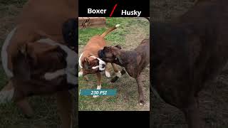 Boxer Vs Husky Fight Comparison 2024  Who will Win [upl. by Agripina]