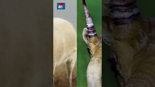 ఇలాంటి జింకలను మీరెప్పుడైనా చూశారా  animals viralvideo viralshort trendingshorts trending [upl. by Eiramacissej]