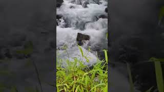 Kerala nature nature waterfall shortvideo ytstudio viral [upl. by Onek]