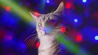 ❤10ЧАСОВ❤ ДИСКОТЕКА КОШЕК Meow Mix song [upl. by Yrogiarc122]