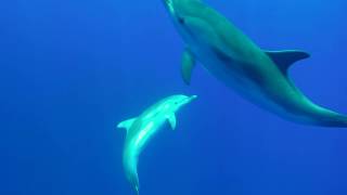 Nager avec les dauphins et les baleines [upl. by Sadnac352]