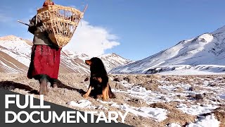 Worlds Last Shepherdess of the Glacier  Free Documentary [upl. by Eisenstark]