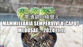 景清錦の植替え Mammillaria sempervivi v caput medusae 2024 11 11 [upl. by Goldstein280]