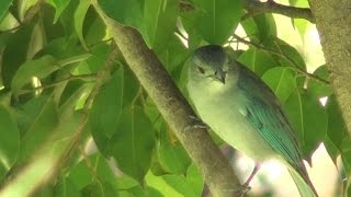 Pájaro Choguy en armonía con el Arpa Paraguaya [upl. by Sollows]