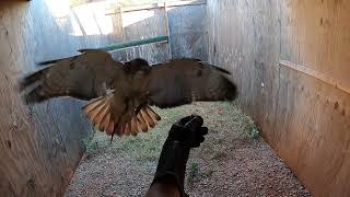 Getting Finley the Red Tailed Hawk ready for the 2024 Falconry Hunting season [upl. by Sands]